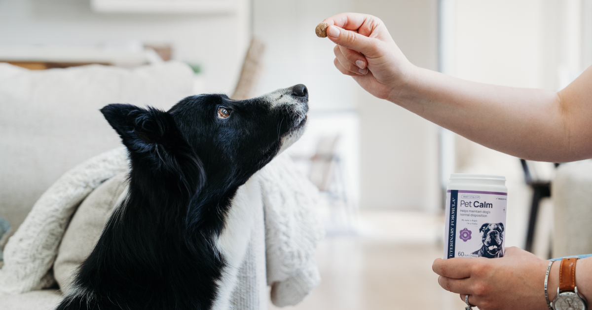 Pet Calm: Stress vs. Excitement in Dogs (and How to Tell the Difference)