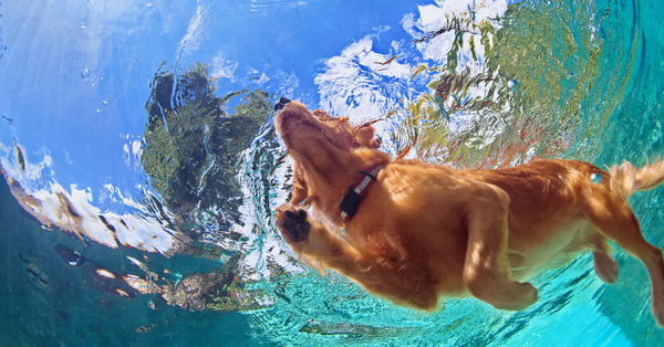 The 17 Best Swimming Dog Breeds