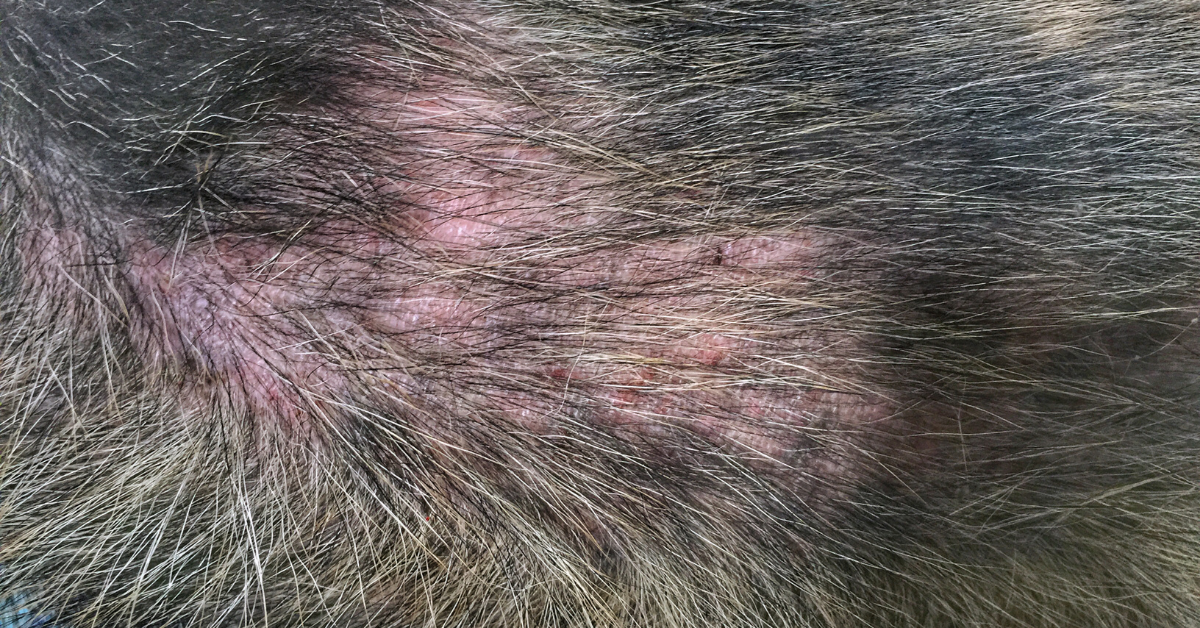Flea Allergy Dermatitis in Dogs