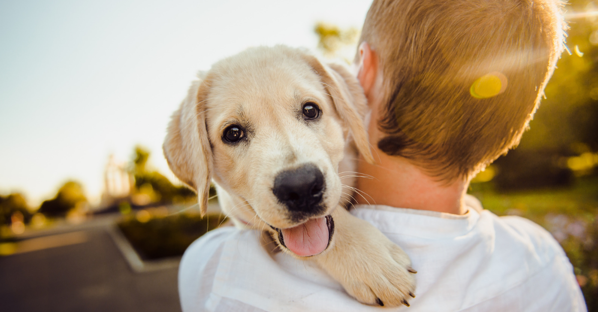 New Dog Checklist: Everything You Need to Do & Buy