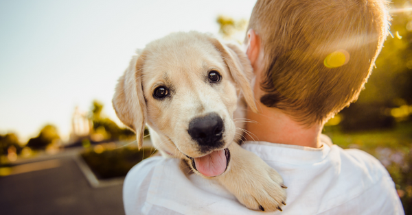 New Dog Checklist: Everything You Need to Do & Buy