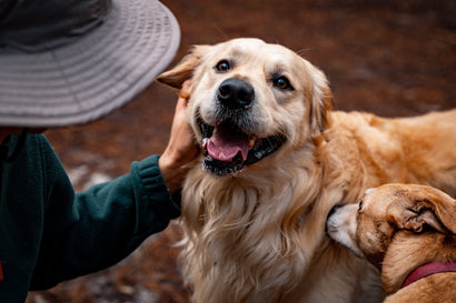 Holistic Pet Health: Balancing Diet, Exercise, and Dental Care for Optimal Wellness