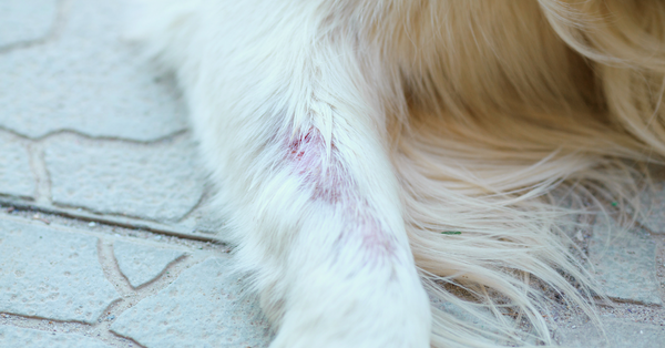 Common Dog Skin Problems to Watch Out For