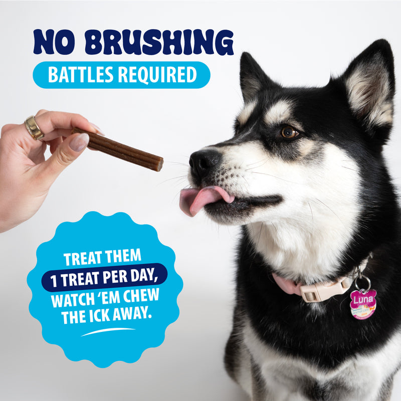 Dental Treats