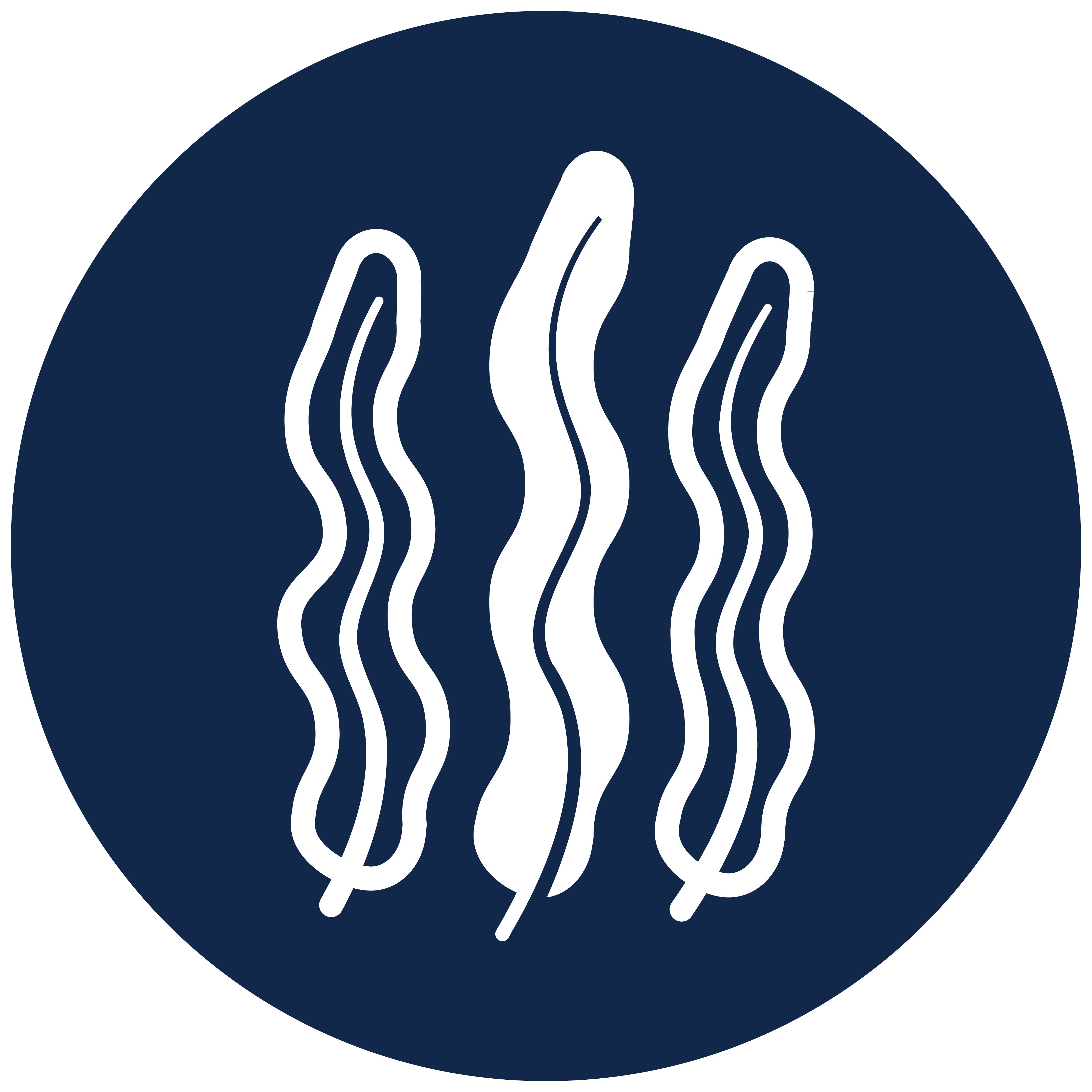 Kelp